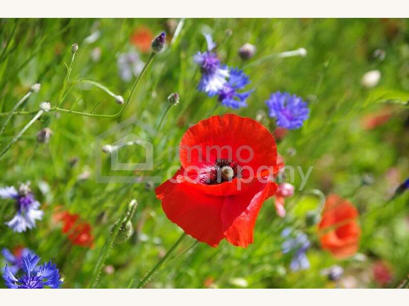 Baugrundstück in Hohenau an der March