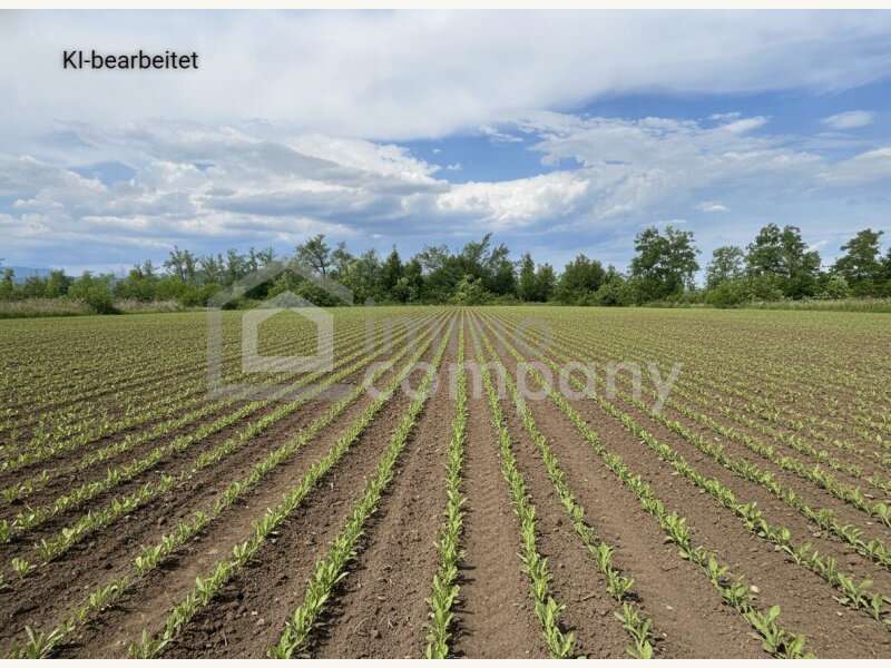 Landwirtschaftsgrund in Sollenau