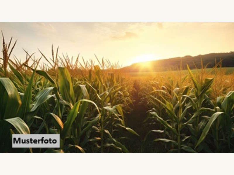 Landwirtschaftsgrund in Auerbach